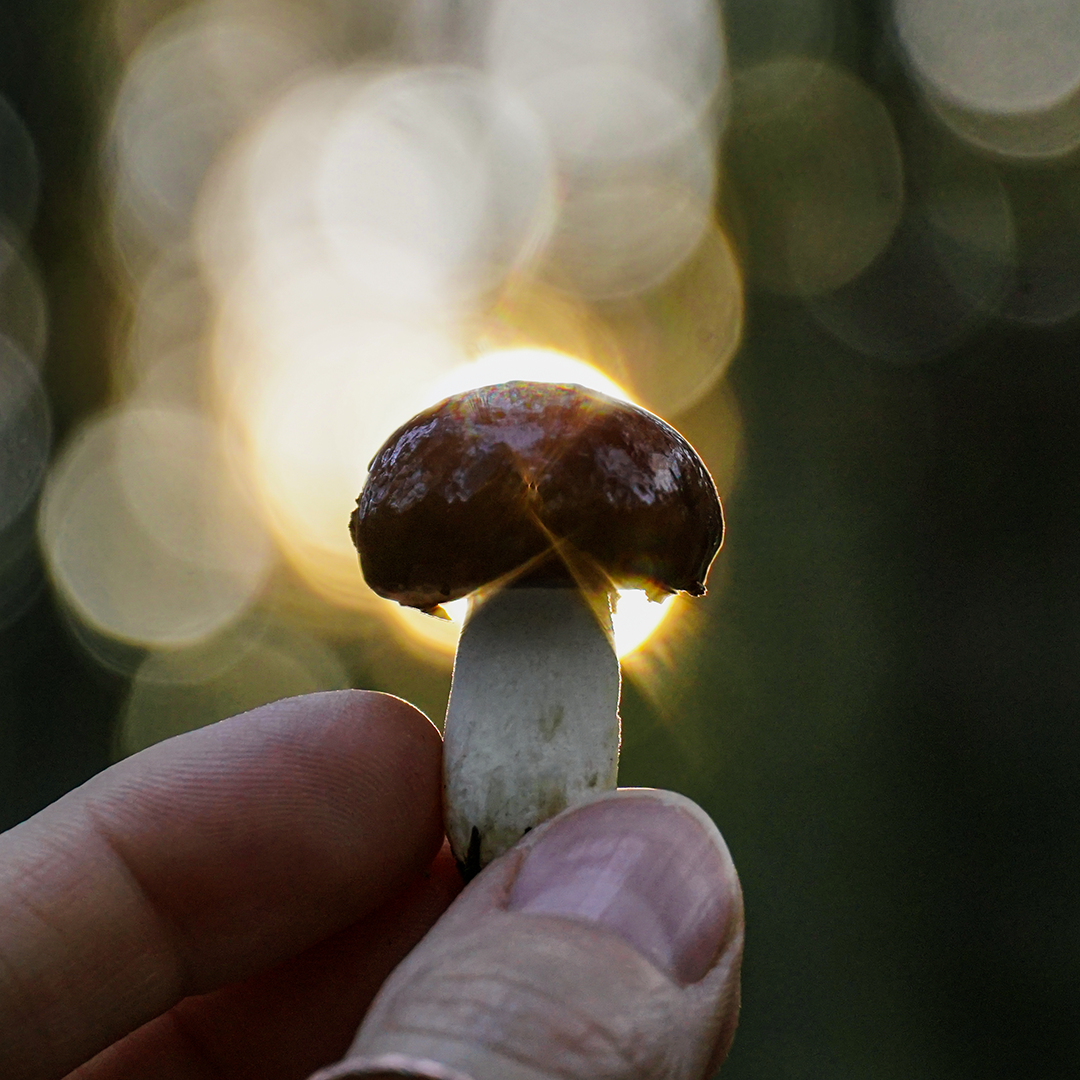 photo of a tiny mushroom being help between a finger and a thumb
