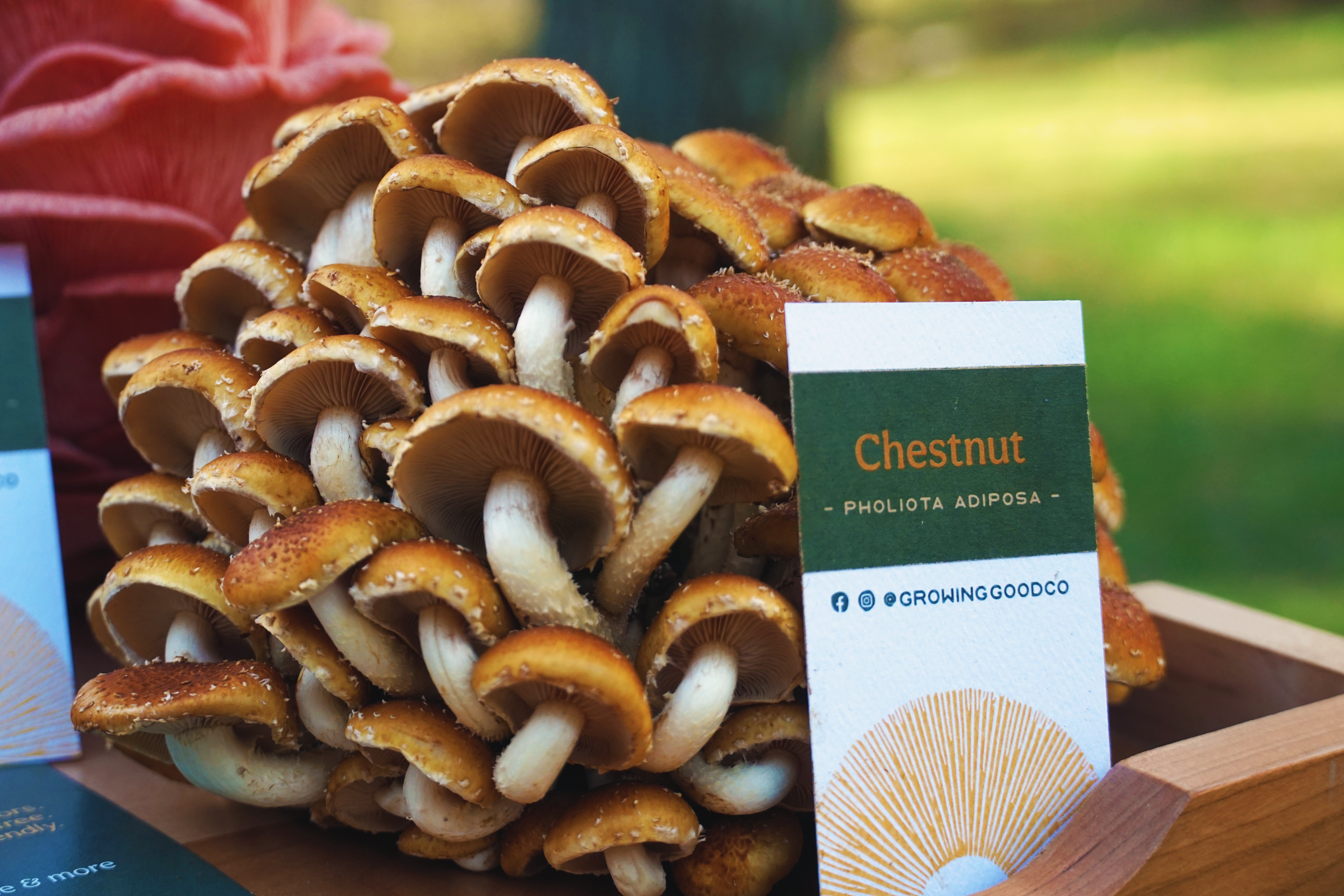 photo of chestnut mushrooms