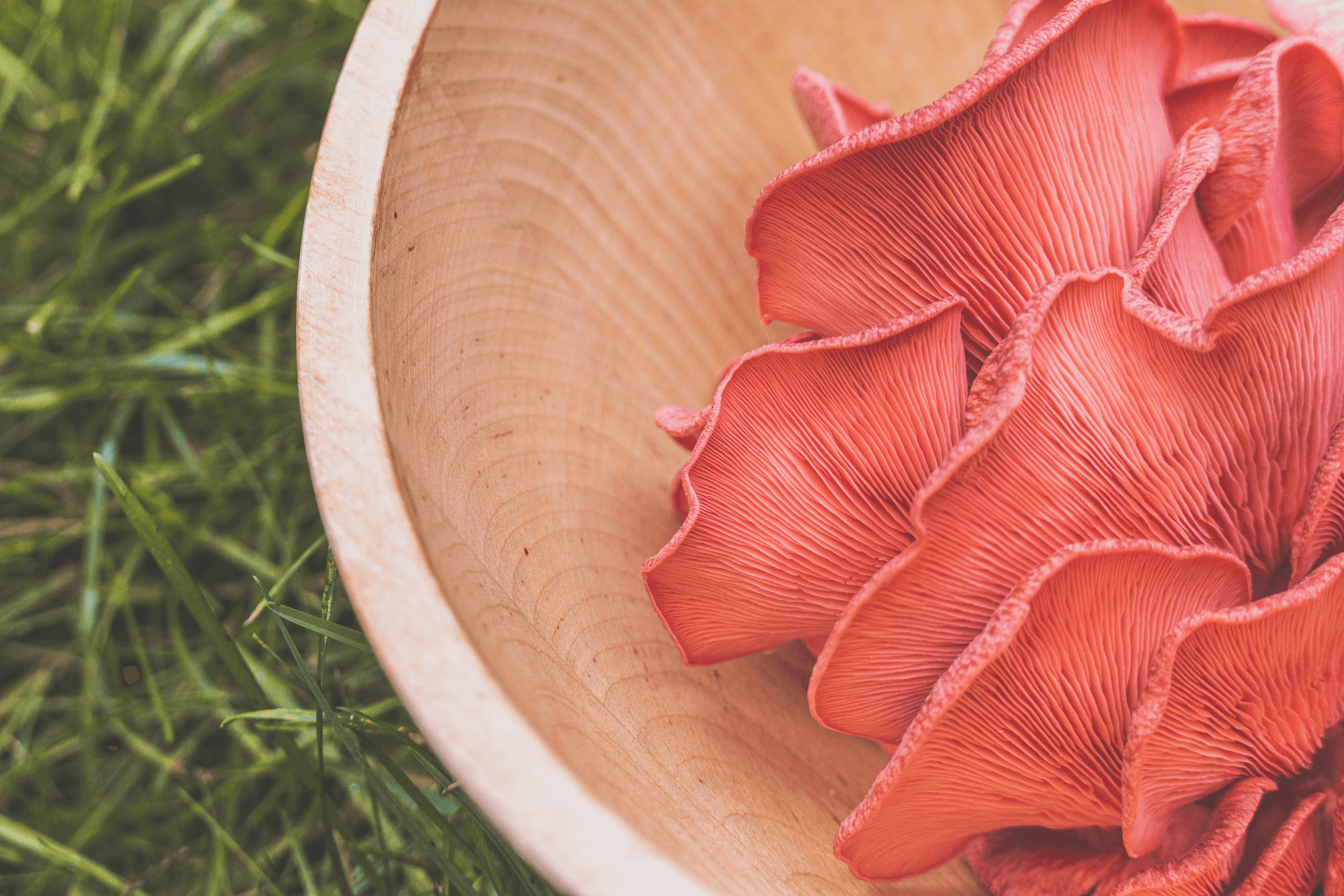 photograph of a pink oyster mushroom